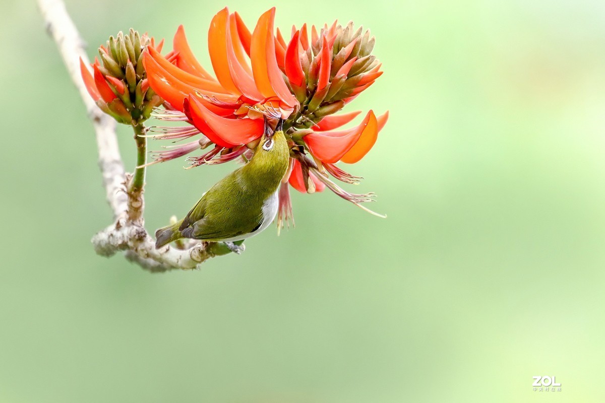 暗绿绣眼爱上刺桐花