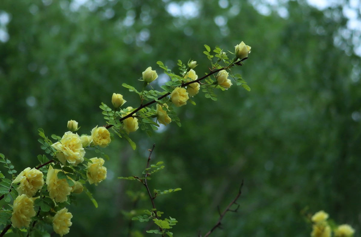 淡黄刺玫
