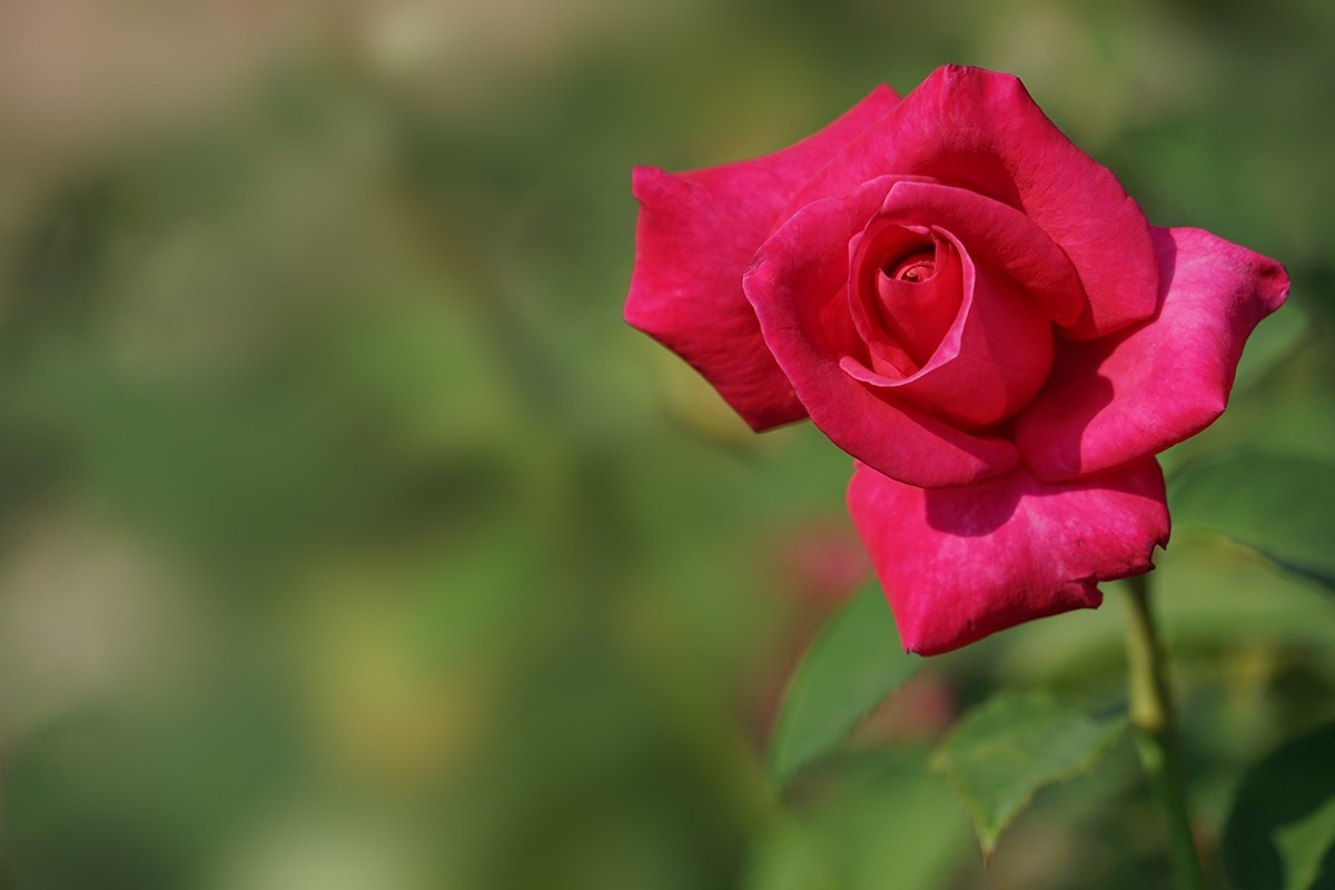 献给祖国生日的爱之花