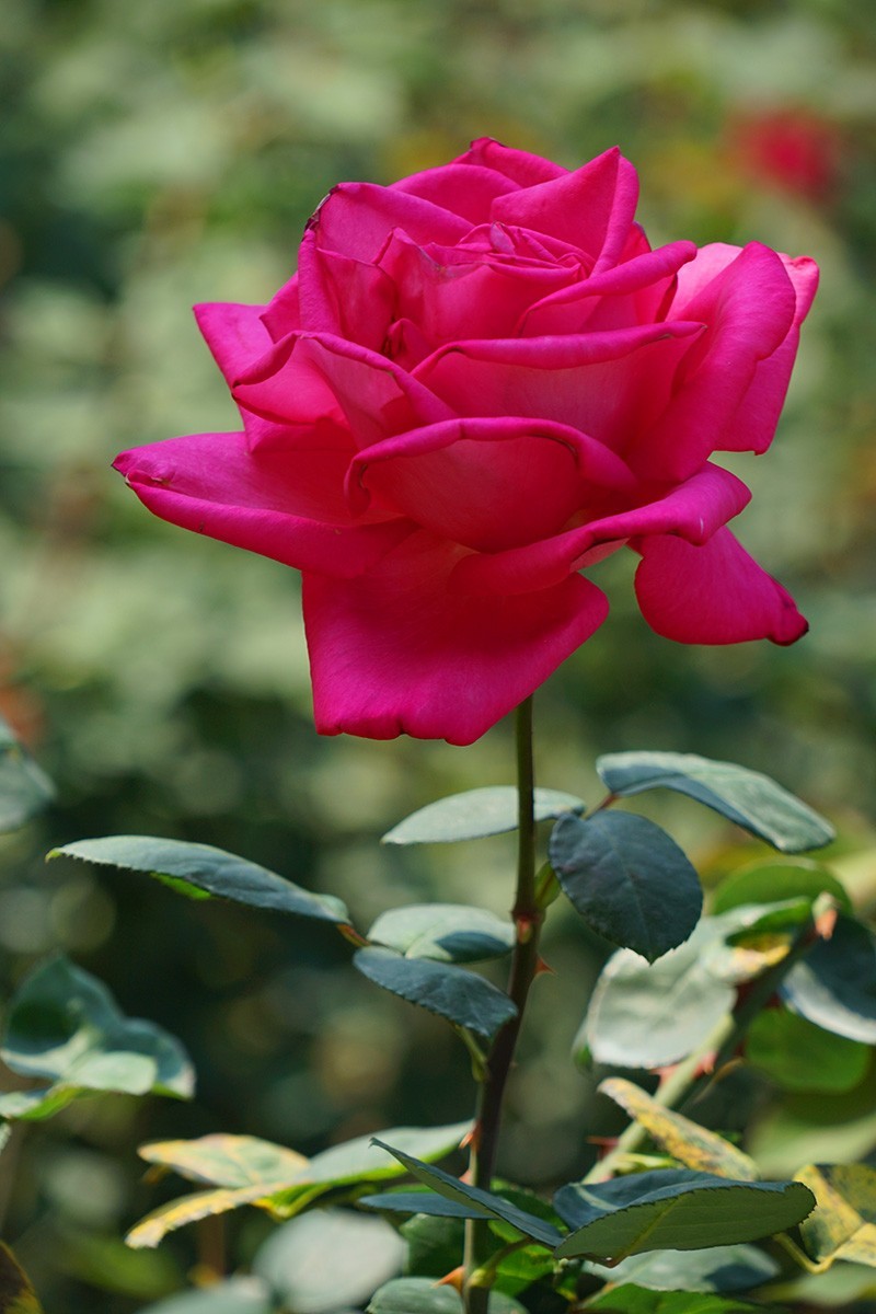 献给祖国生日的爱之花