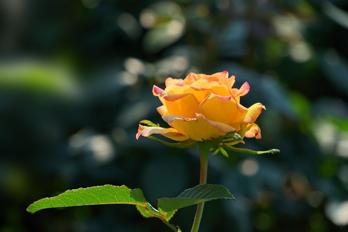 献给祖国生日的爱之花