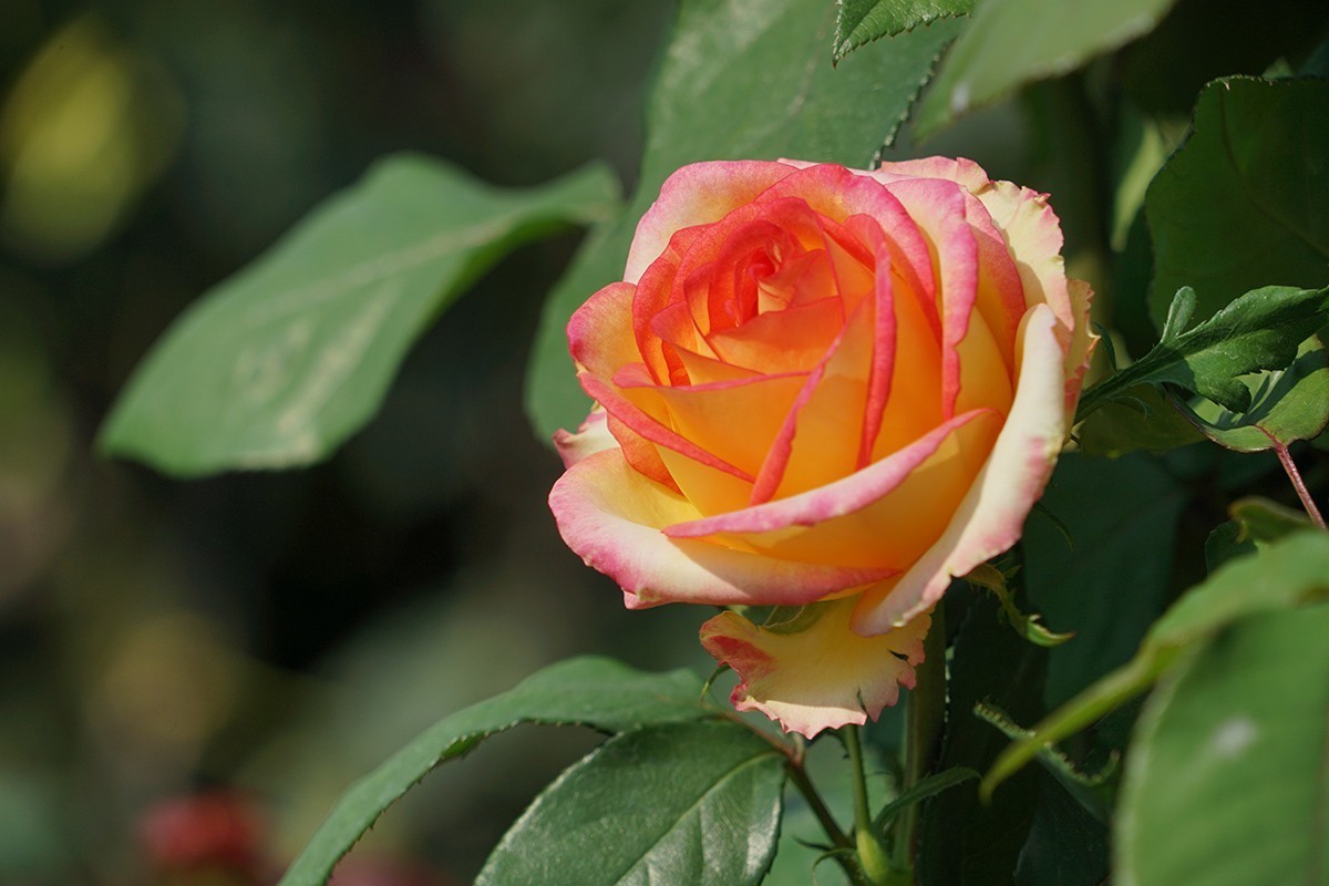 献给祖国生日的爱之花