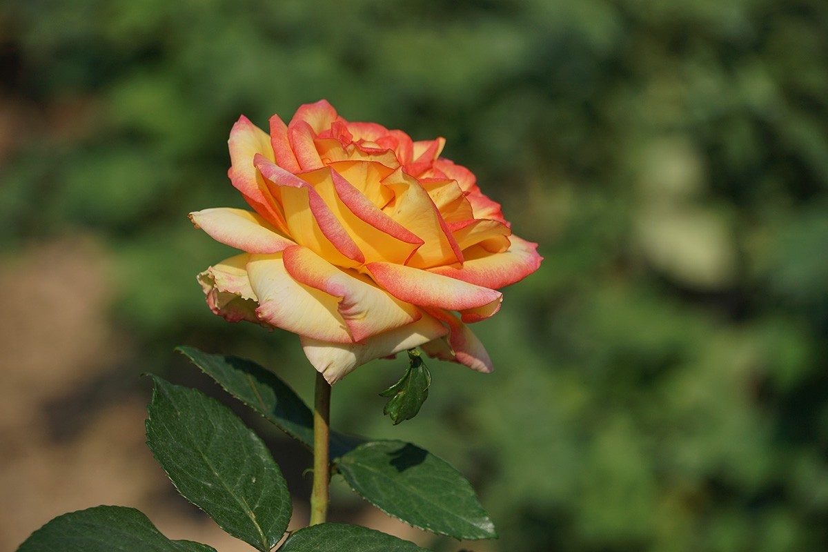 献给祖国生日的爱之花