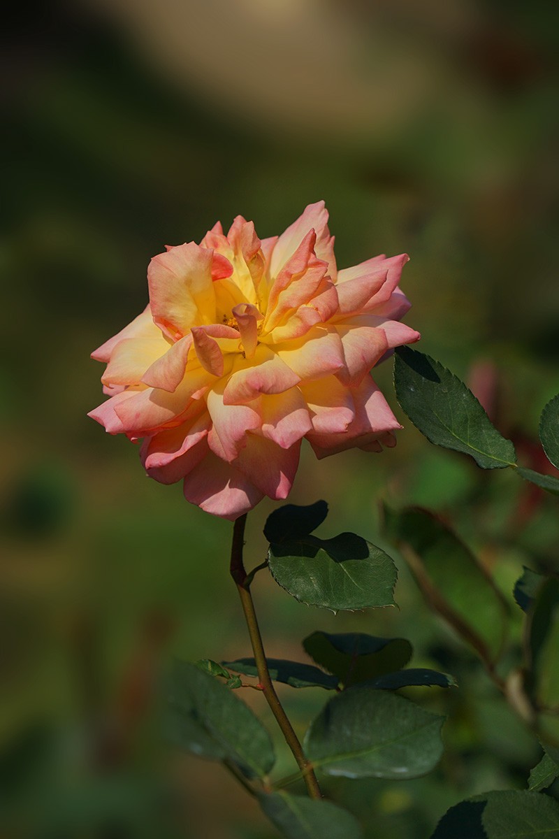 献给祖国生日的爱之花