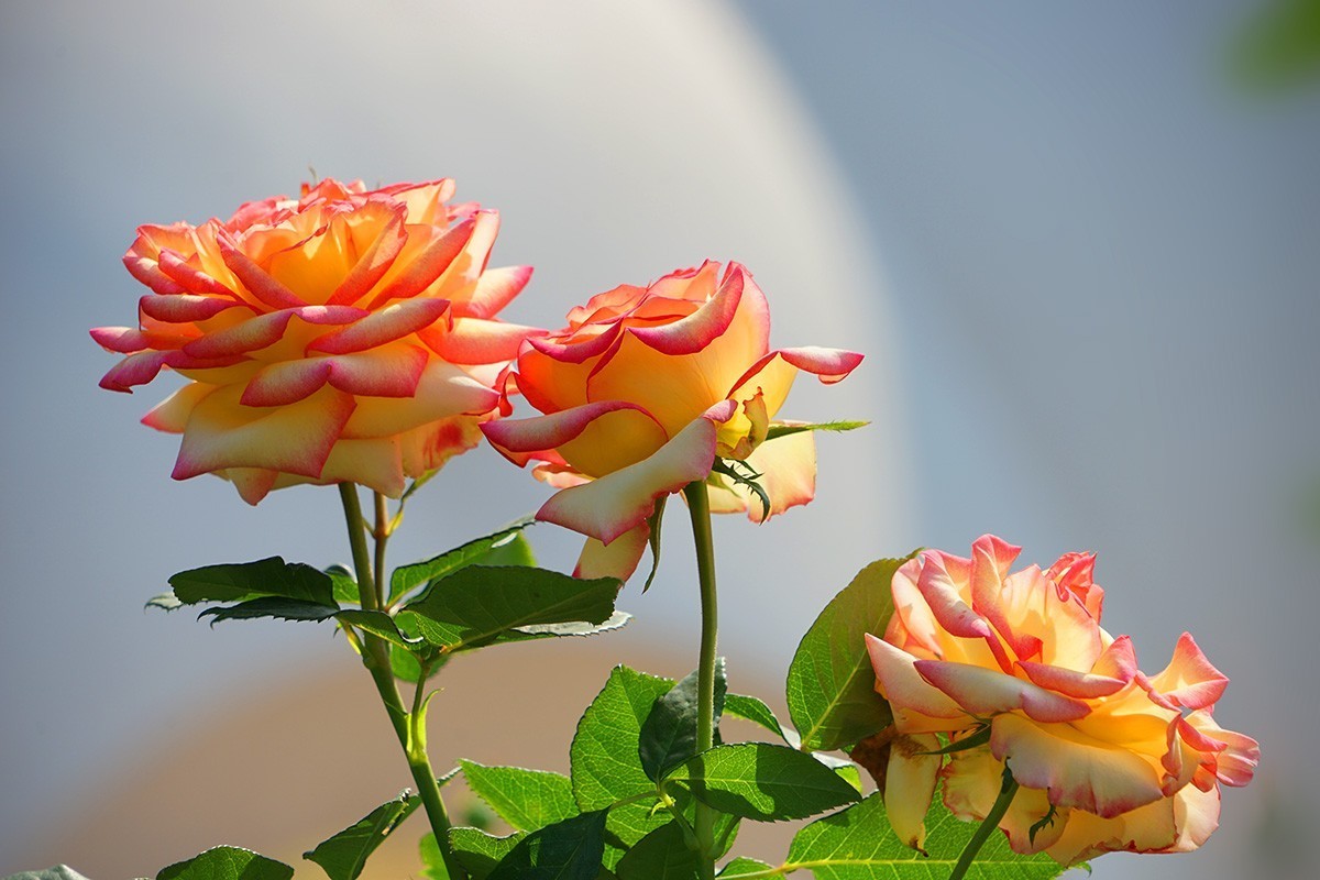 献给祖国生日的爱之花