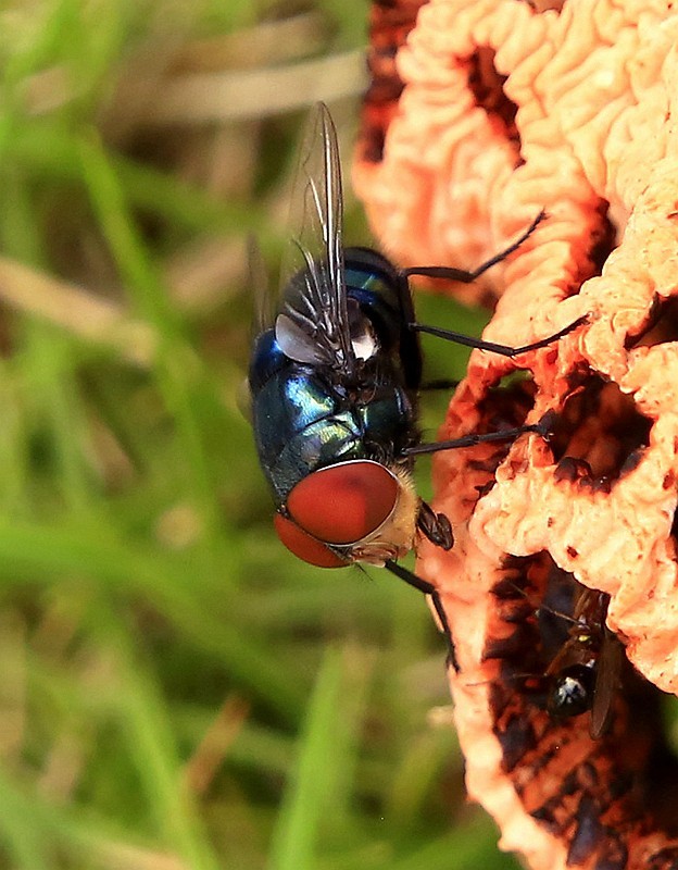 297【寿星老海南游摄日记】21.03.07长島兰湾：叫人噁心的苍蝇！