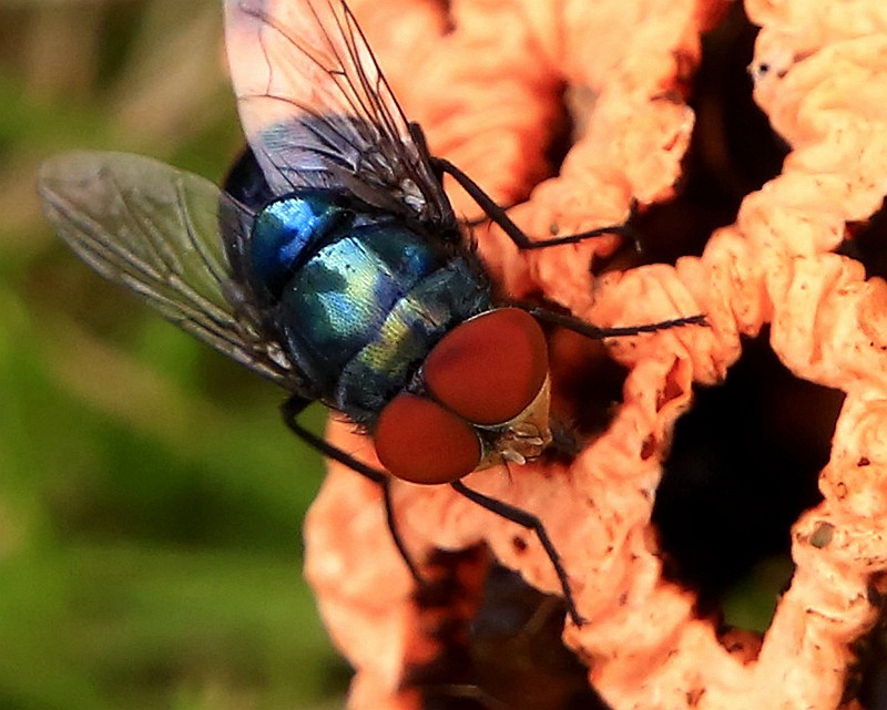 297【寿星老海南游摄日记】21.03.07长島兰湾：叫人噁心的苍蝇！