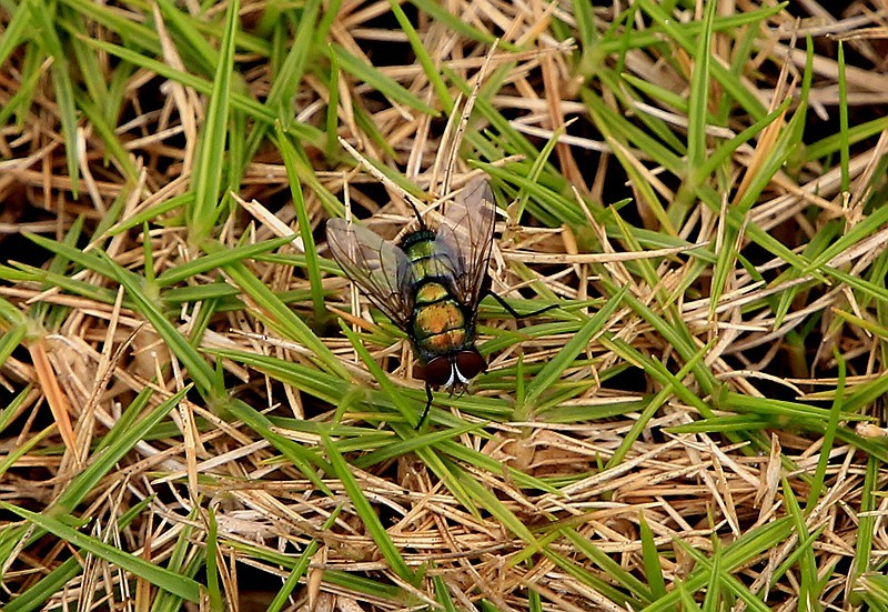 297【寿星老海南游摄日记】21.03.07长島兰湾：叫人噁心的苍蝇！