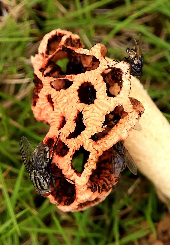 297【寿星老海南游摄日记】21.03.07长島兰湾：叫人噁心的苍蝇！