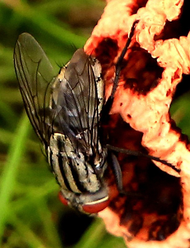 297【寿星老海南游摄日记】21.03.07长島兰湾：叫人噁心的苍蝇！