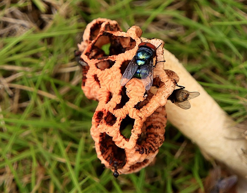 297【寿星老海南游摄日记】21.03.07长島兰湾：叫人噁心的苍蝇！