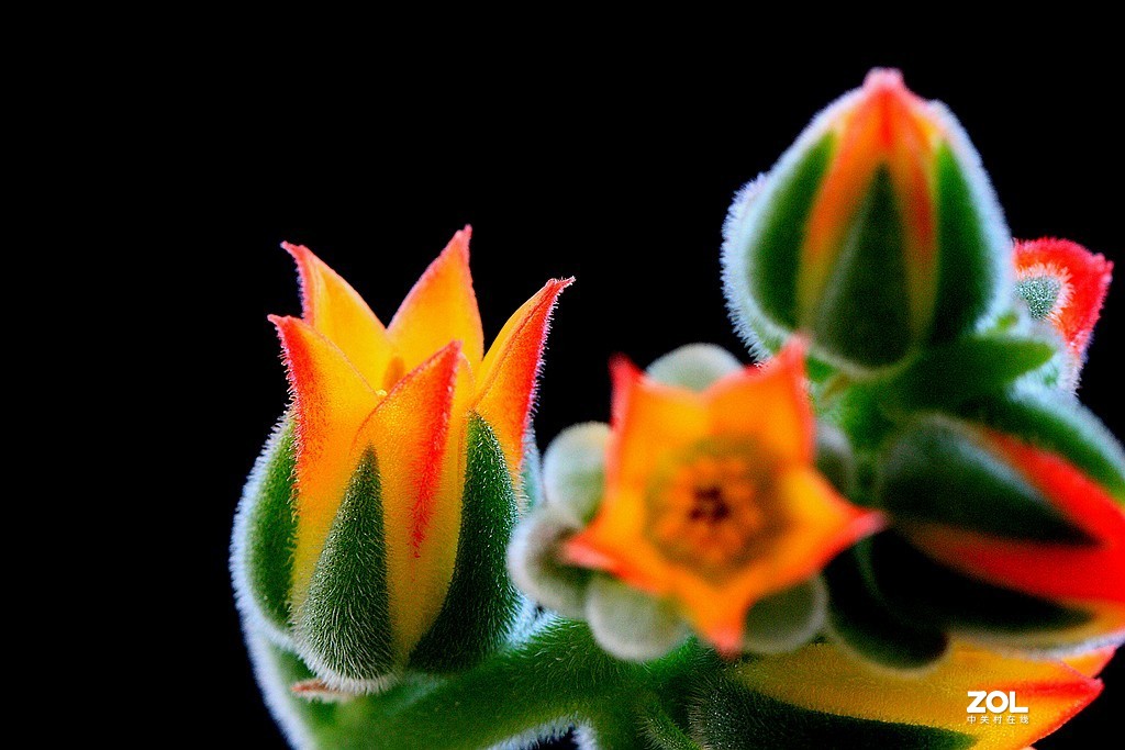 姹紫嫣红 锦上添花