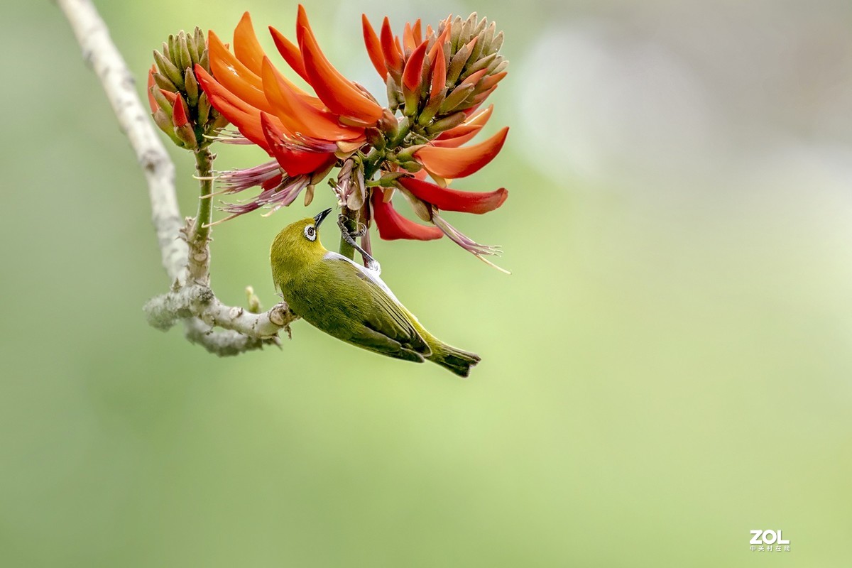 暗绿绣眼爱上刺桐花