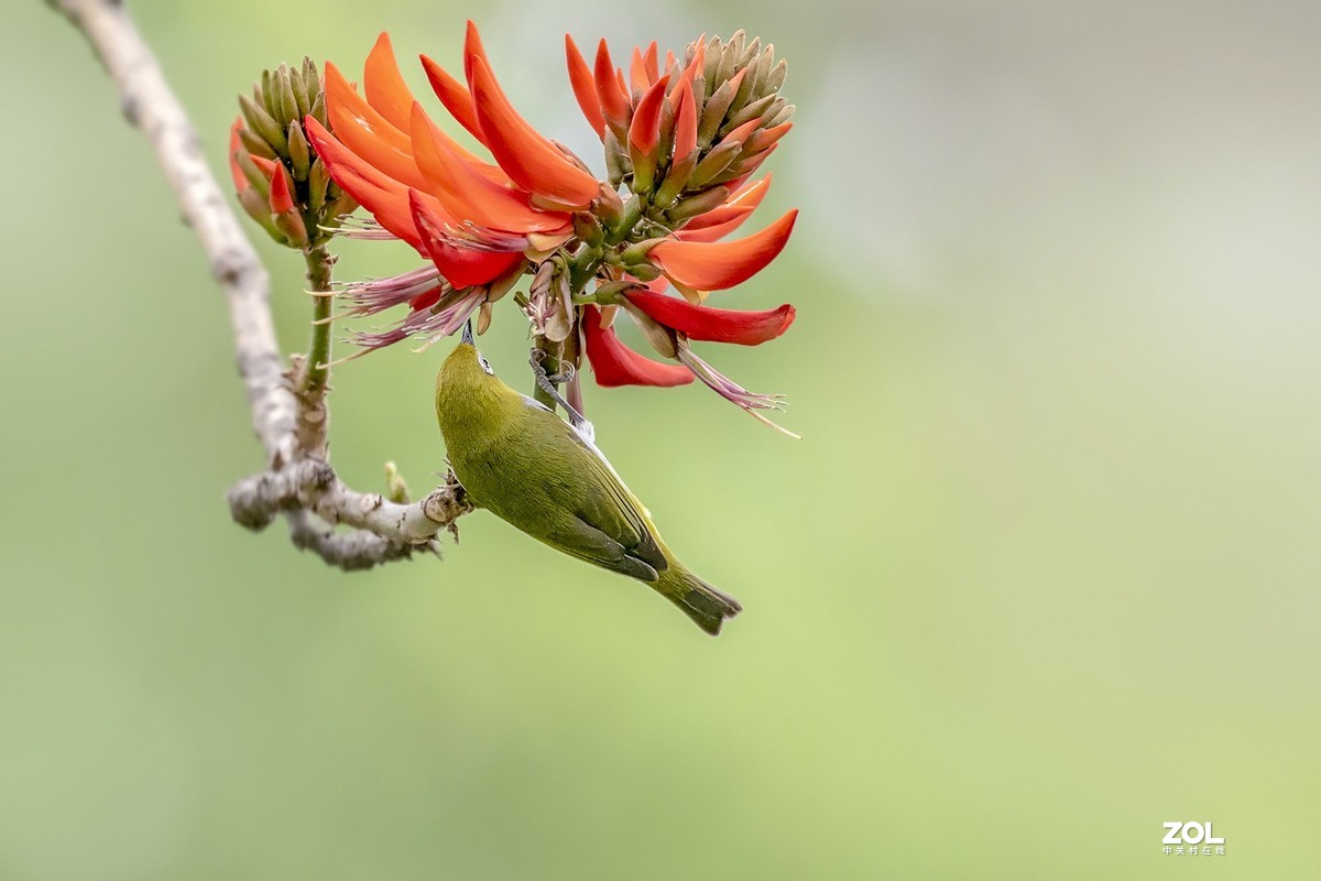 暗绿绣眼爱上刺桐花