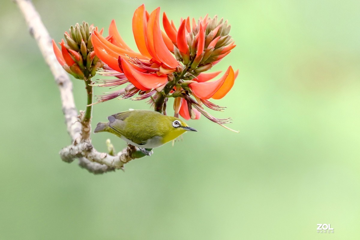 暗绿绣眼爱上刺桐花