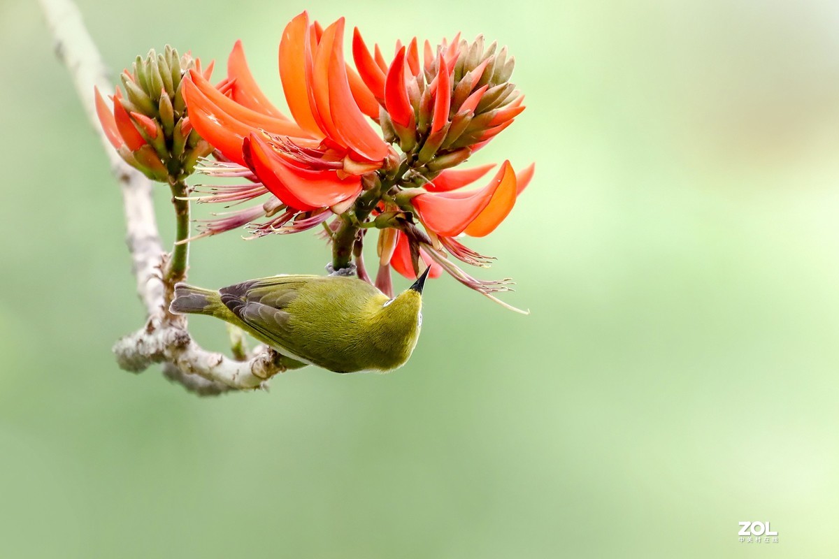 暗绿绣眼爱上刺桐花