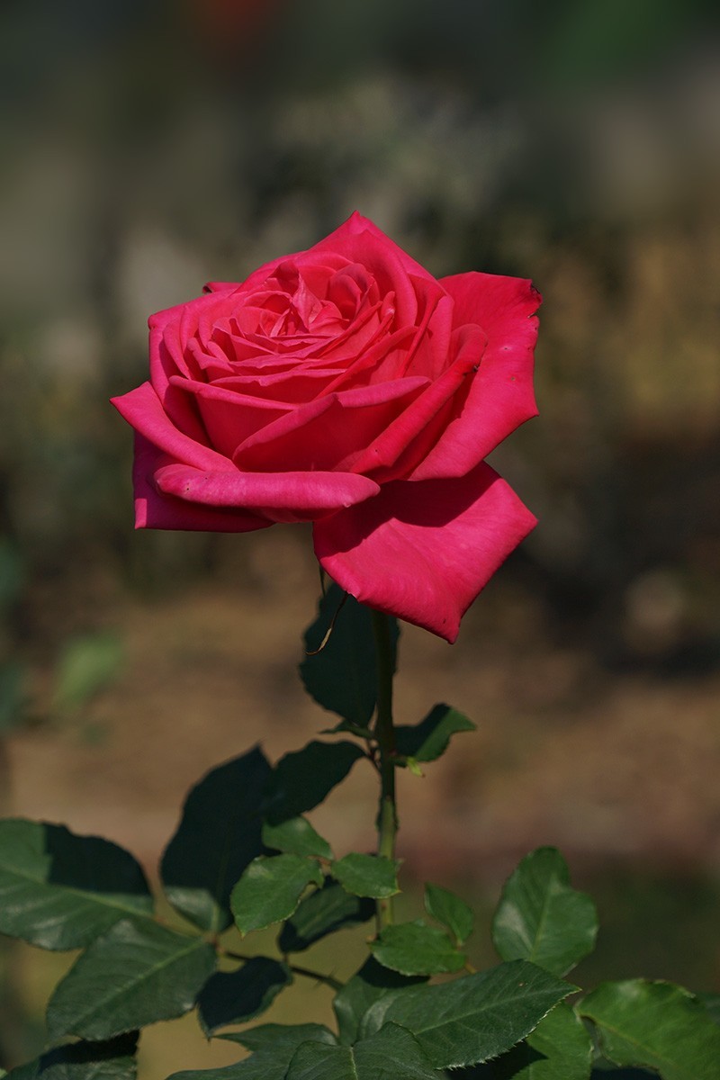 献给祖国生日的爱之花