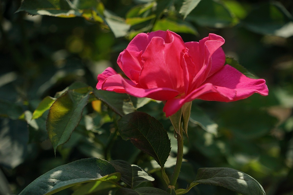 献给祖国生日的爱之花