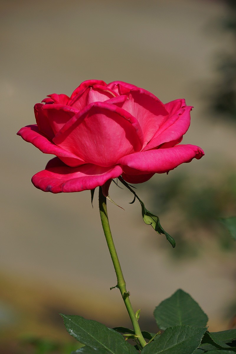 献给祖国生日的爱之花