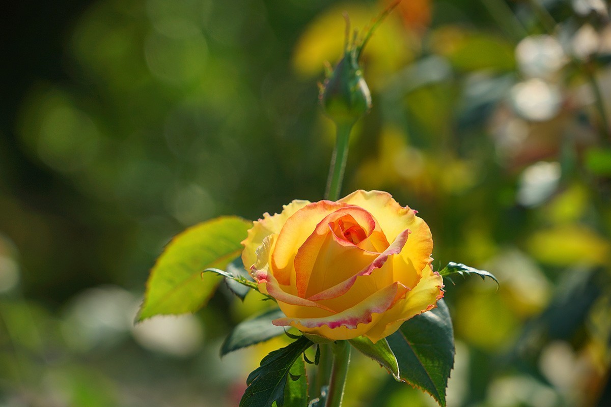 献给祖国生日的爱之花