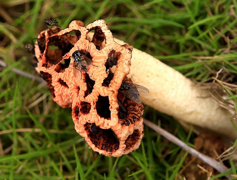 297【寿星老海南游摄日记】21.03.07长島兰湾：叫人噁心的苍蝇！