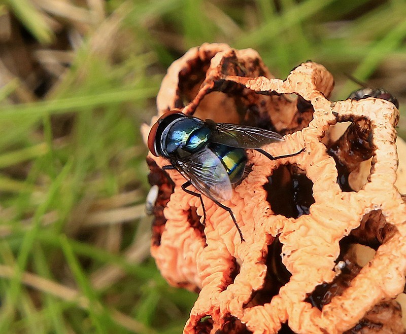 297【寿星老海南游摄日记】21.03.07长島兰湾：叫人噁心的苍蝇！
