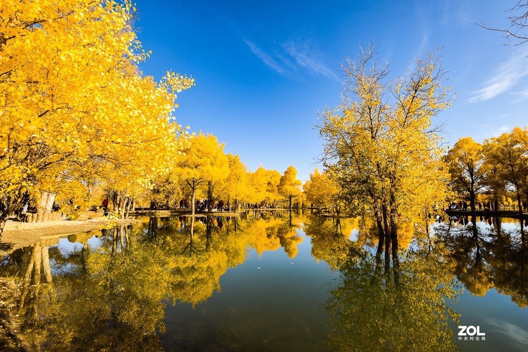 内蒙古阿拉善金塔胡杨林｛二）