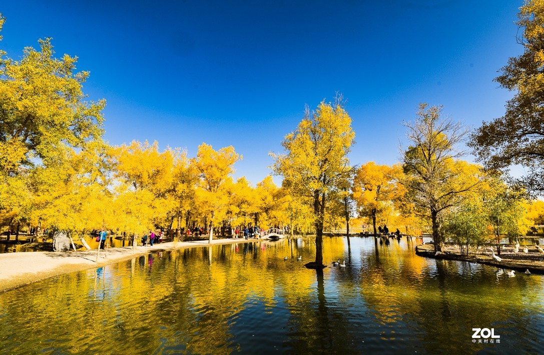 内蒙古阿拉善金塔胡杨林｛二）