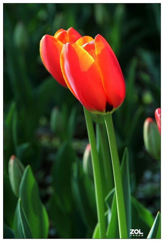 碧绿绸缎上的五彩图案