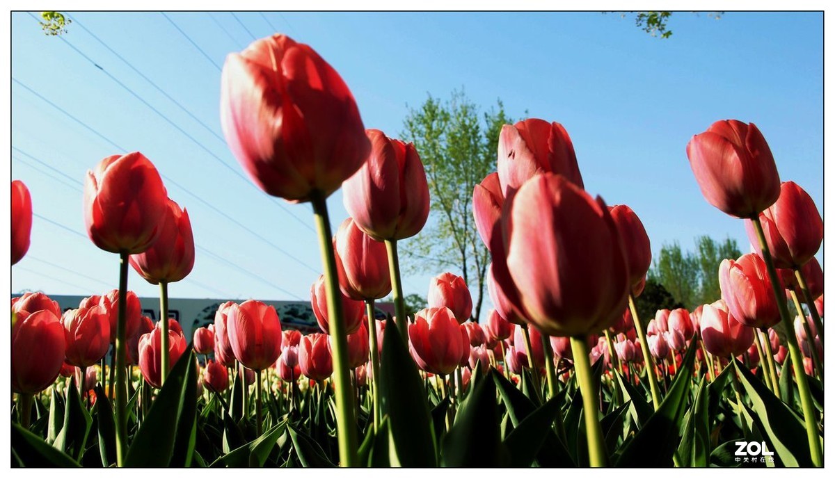 碧绿绸缎上的五彩图案