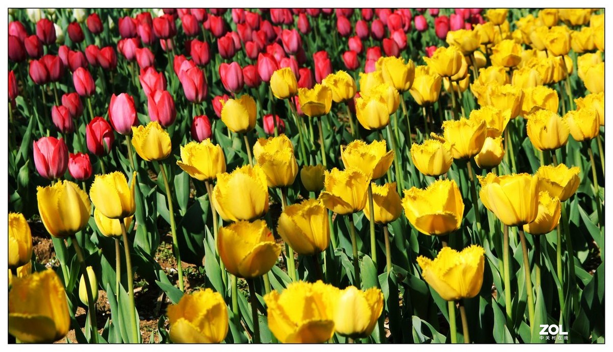 碧绿绸缎上的五彩图案