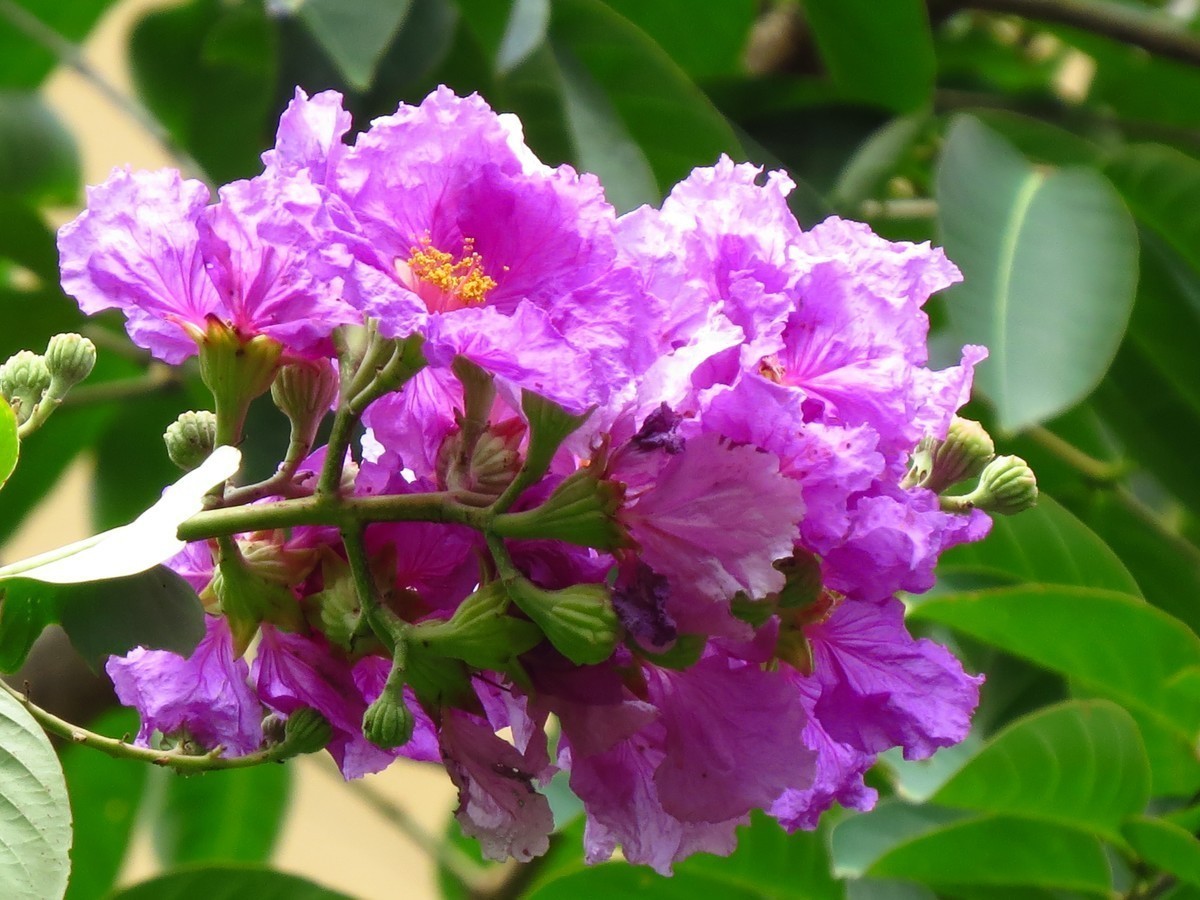雨后复见阳光，不知名的花。