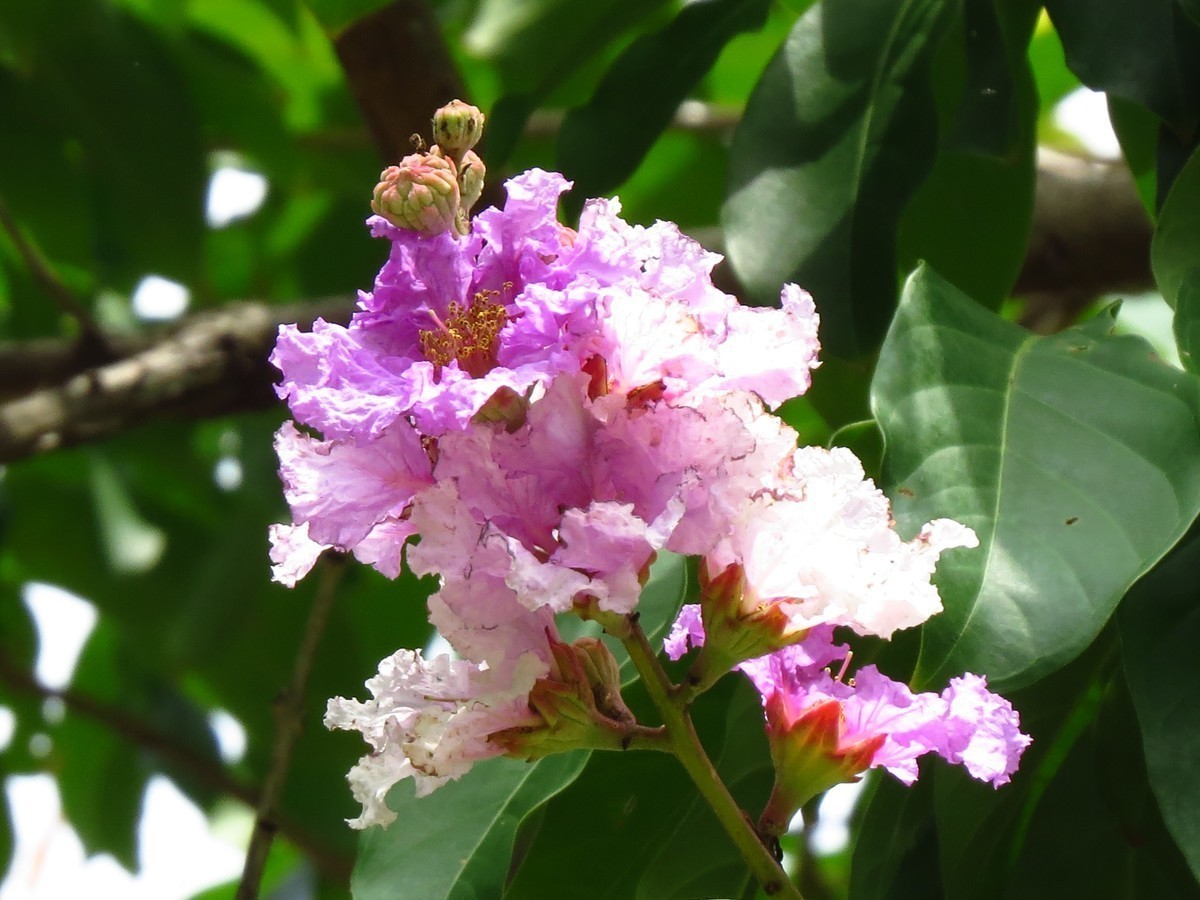 雨后复见阳光，不知名的花。