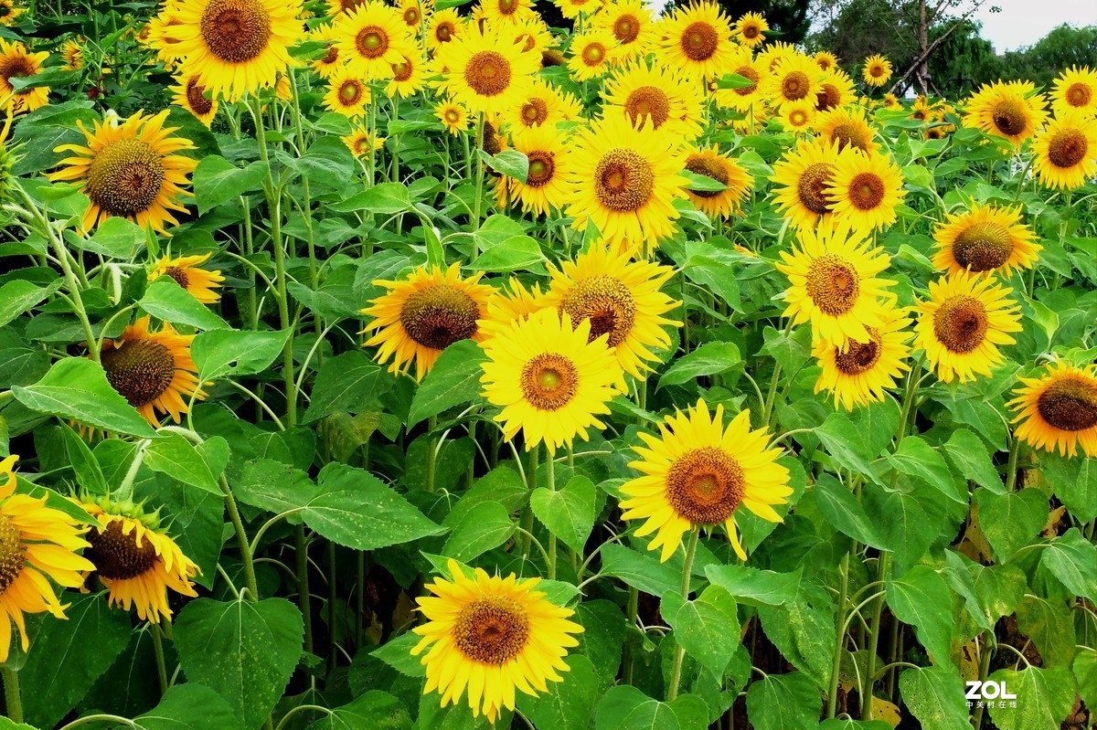 向日葵花向阳开