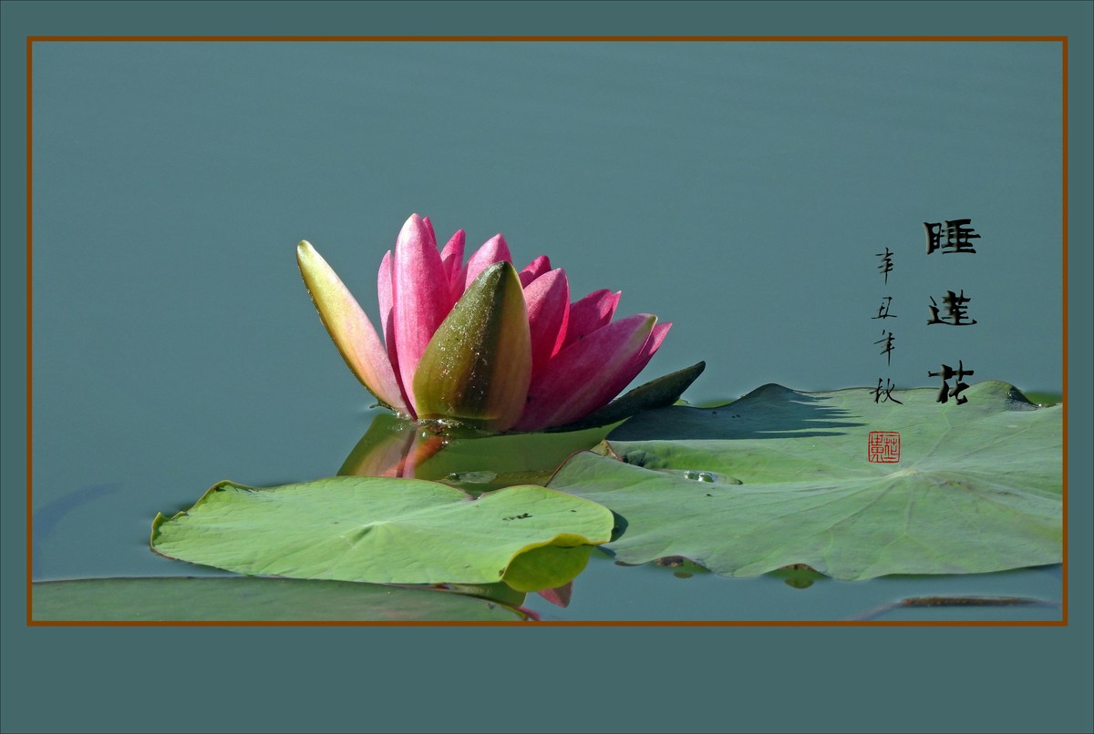 水中莲花禅意浓