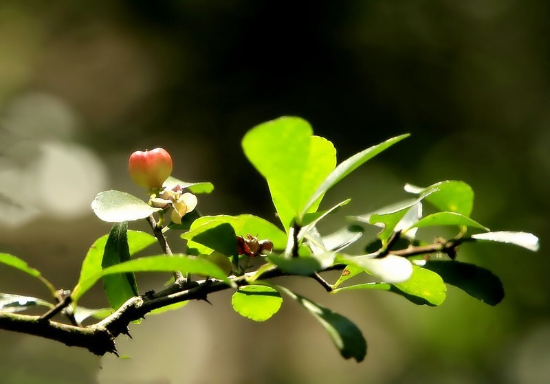 452【寿星老海南游摄日记】21.02.20卫矛果和猪屎豆!