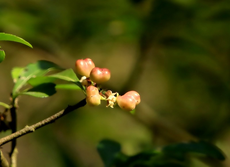 452【寿星老海南游摄日记】21.02.20卫矛果和猪屎豆!