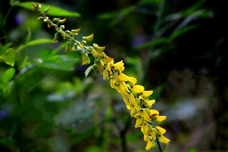 452【寿星老海南游摄日记】21.02.20卫矛果和猪屎豆!