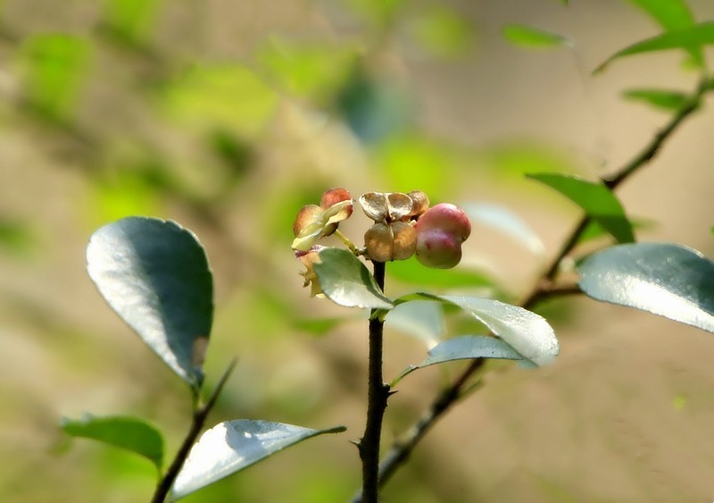 452【寿星老海南游摄日记】21.02.20卫矛果和猪屎豆!