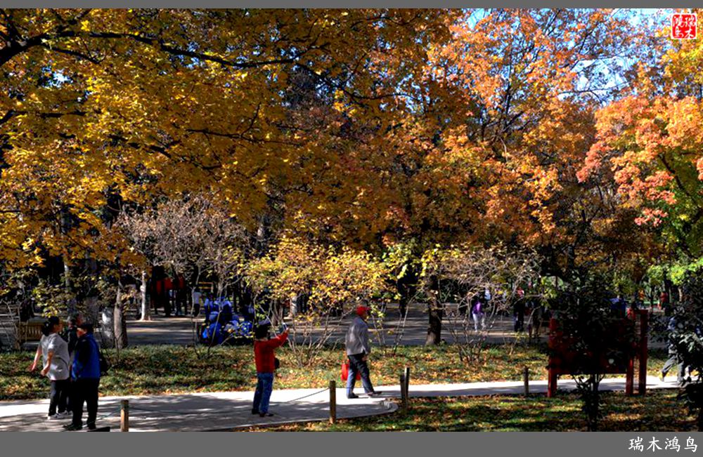 【追寻醉美秋色】62.秋日的憧憬，红叶情未了