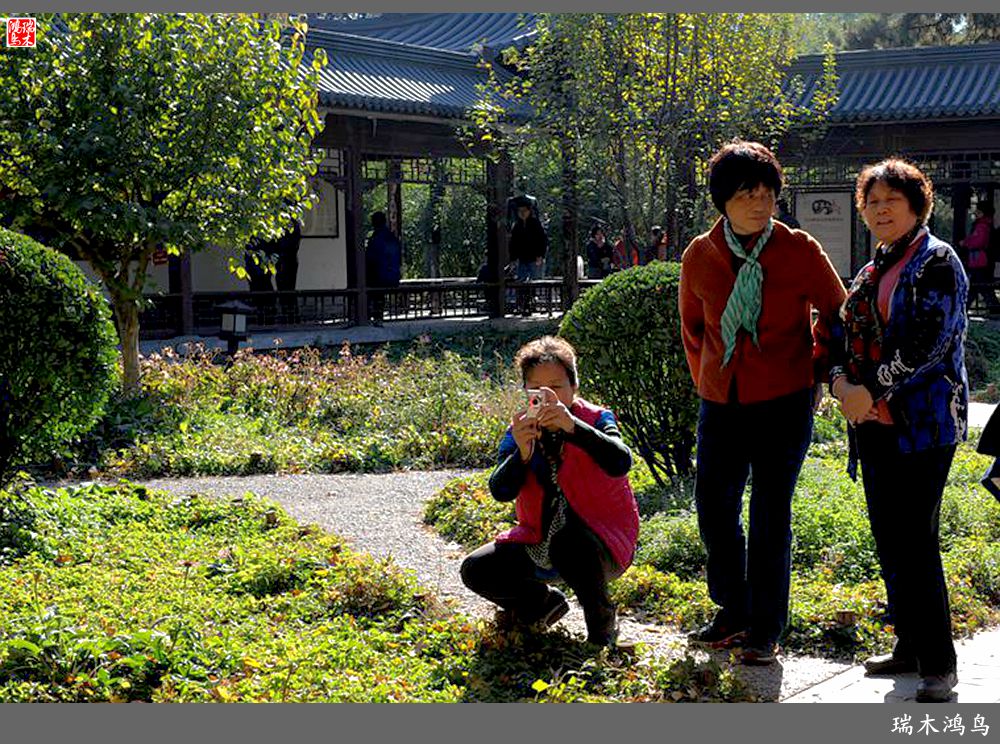 【追寻醉美秋色】62.秋日的憧憬，红叶情未了