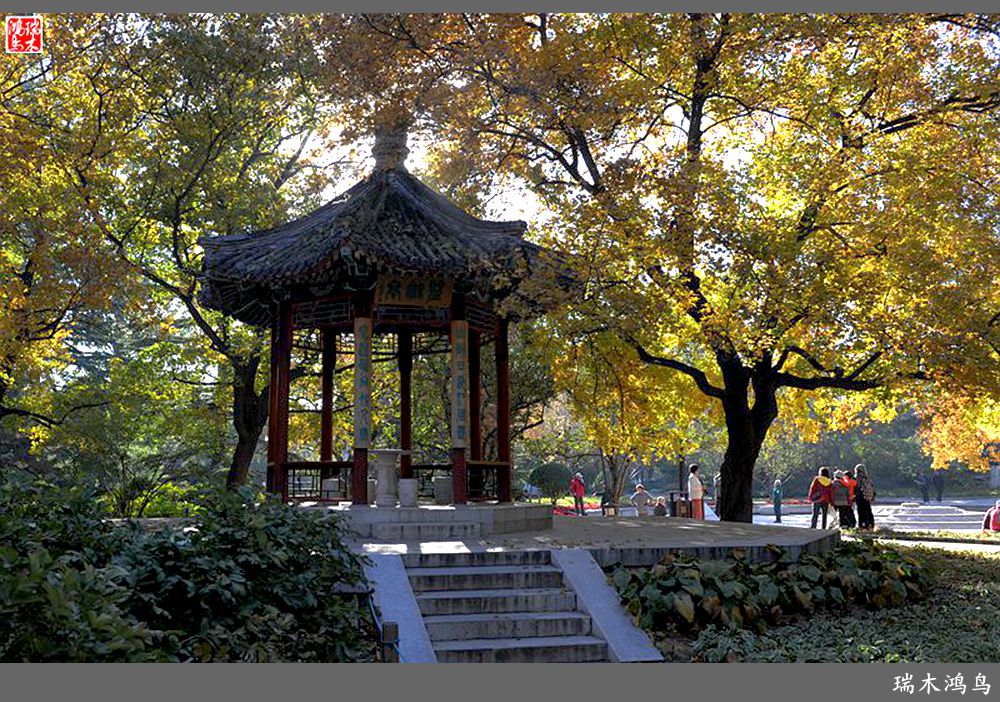 【追寻醉美秋色】62.秋日的憧憬，红叶情未了