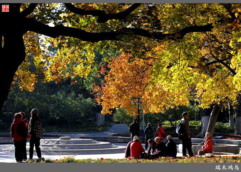 【追寻醉美秋色】62.秋日的憧憬，红叶情未了
