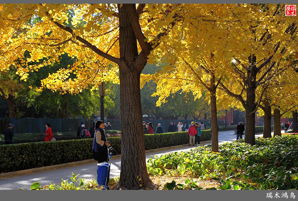 【追寻醉美秋色】62.秋日的憧憬，红叶情未了