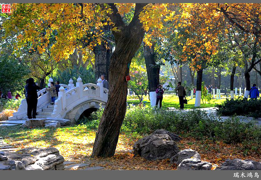 【追寻醉美秋色】62.秋日的憧憬，红叶情未了