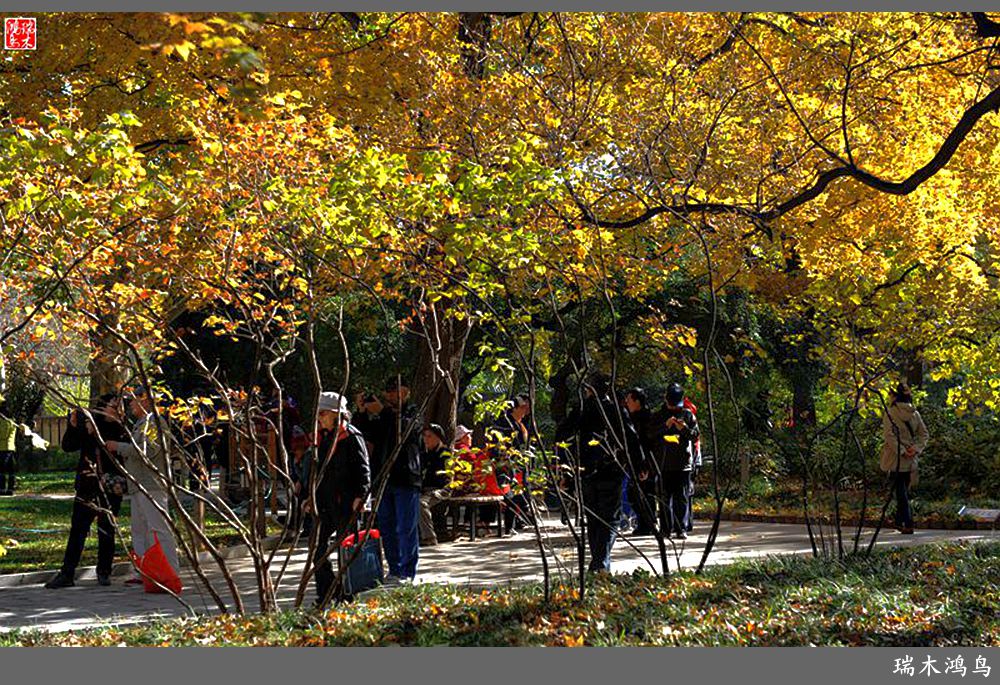 【追寻醉美秋色】62.秋日的憧憬，红叶情未了
