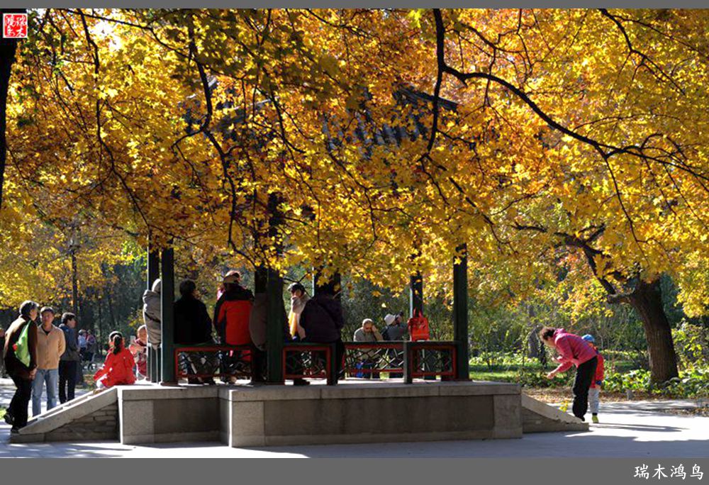 【追寻醉美秋色】62.秋日的憧憬，红叶情未了