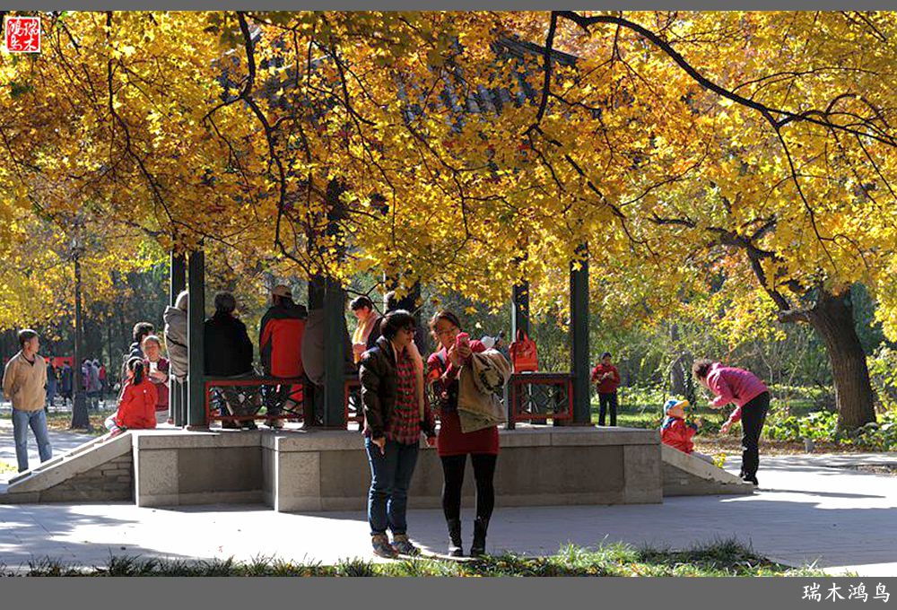 【追寻醉美秋色】62.秋日的憧憬，红叶情未了