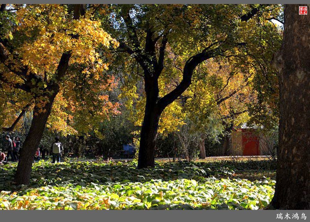 【追寻醉美秋色】62.秋日的憧憬，红叶情未了