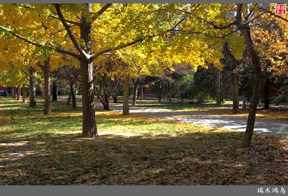 【追寻醉美秋色】62.秋日的憧憬，红叶情未了